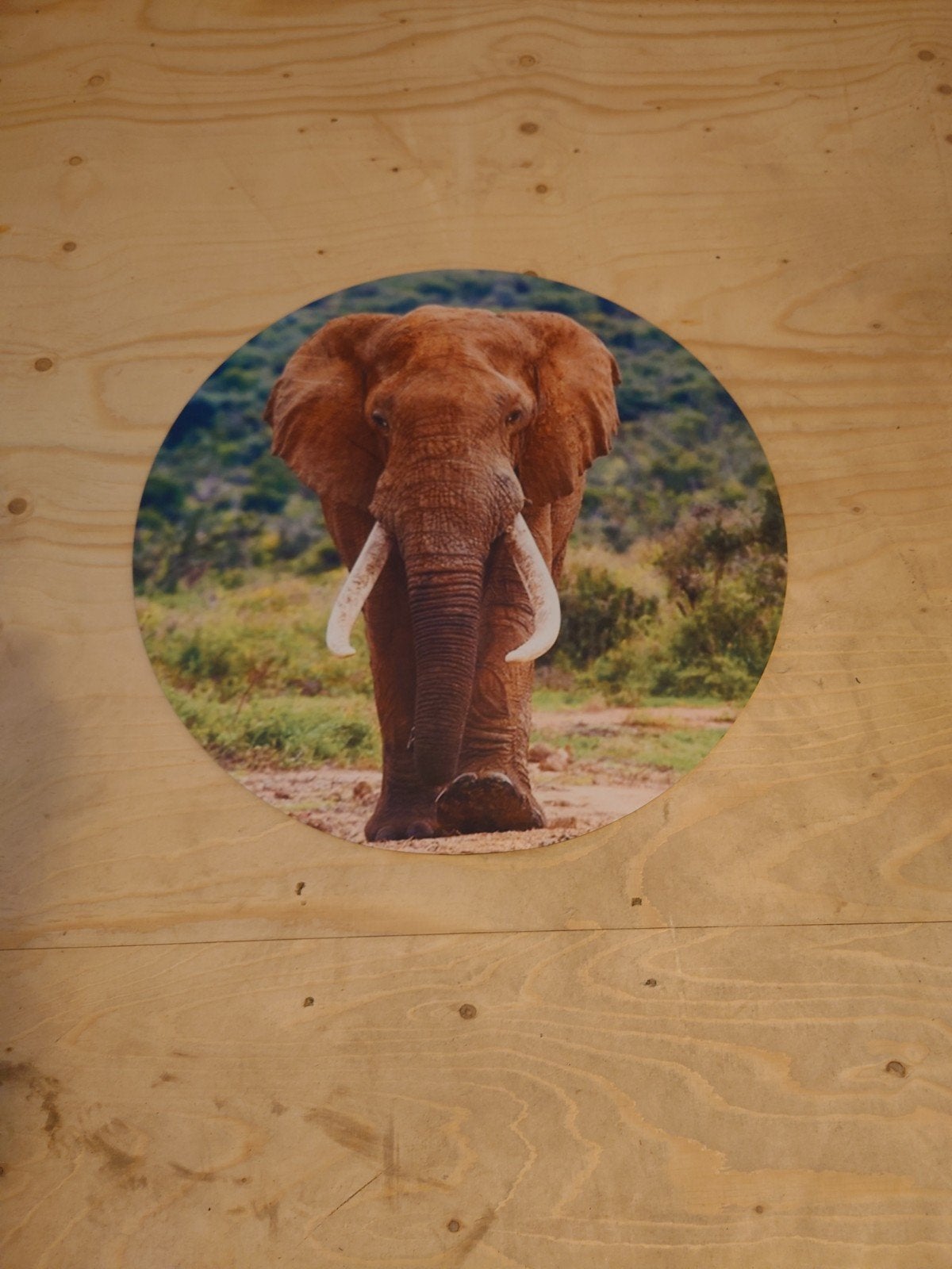 Wanddecoratie olifant op aluminium, Ophalen, Beeldje of Figuurtje