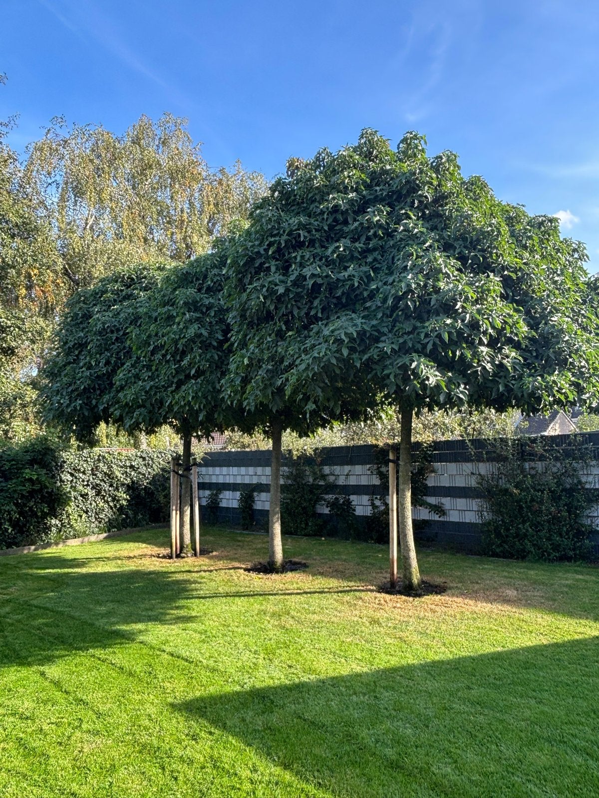 3 Amberbomen, ca. 4m hoog, stam 44-47cm, gratis af te halen, Tuin en Terras, Ophalen, Volle zon, Overige soorten, 400 cm of meer