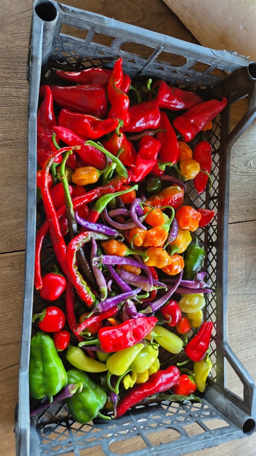 Verse, kleurrijke chilipepers - diverse soorten, Ophalen, Minder dan 100 cm, Overige soorten, Zomer