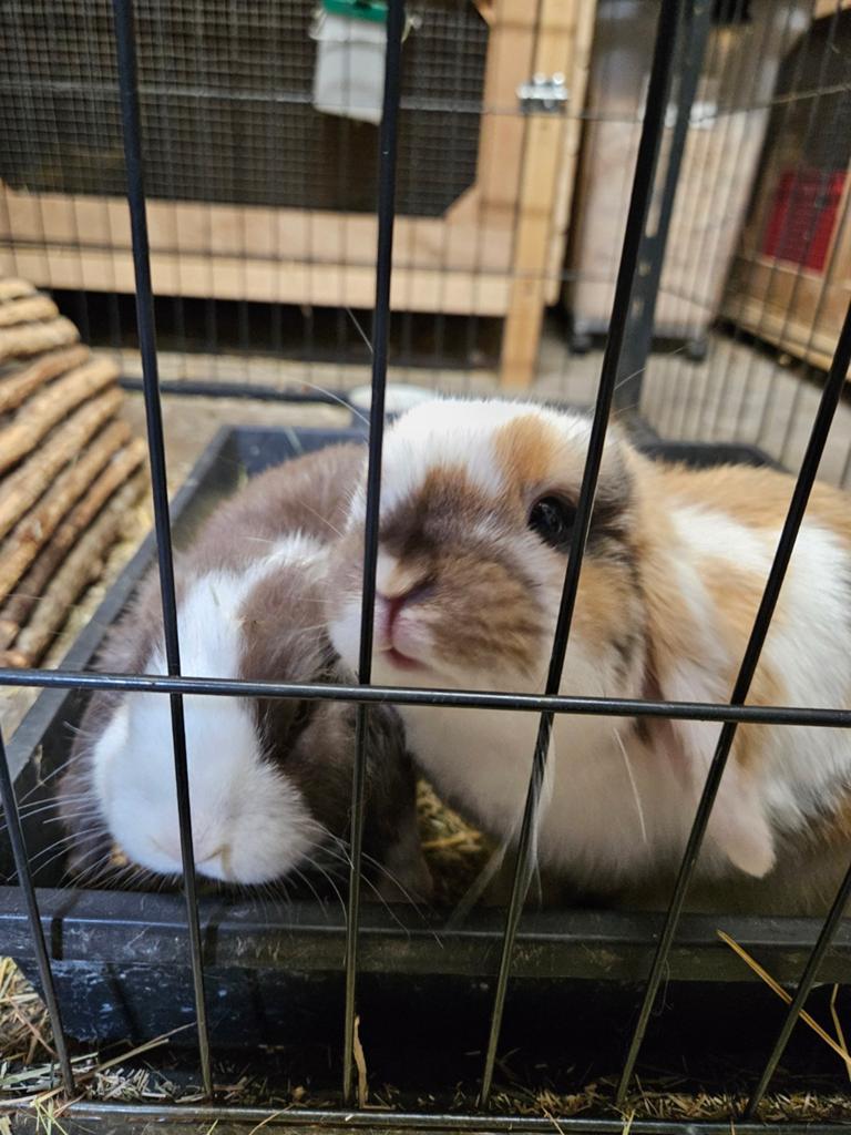 Lief konijnen koppeltje minilop hangoordwerg, Dieren en Toebehoren, Konijnen, Meerdere dieren, Dwerg