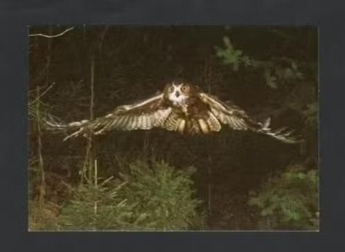 Uil Oehoe in de Nacht Bubo Bubo., Ophalen of Verzenden, 1980 tot heden, Ongelopen, Vogel