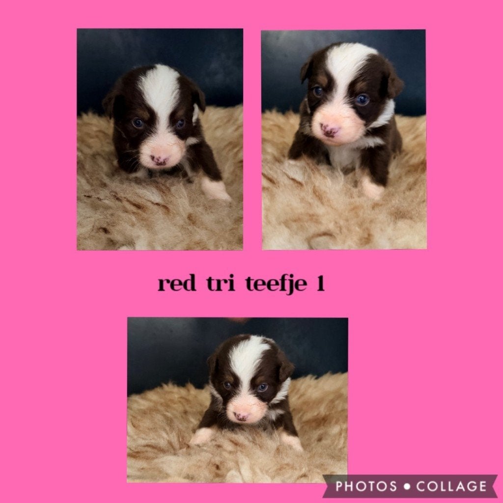 Mooie australian shepherd pups, Dieren en Toebehoren, Parvo, 8 tot 15 weken, Meerdere, Meerdere dieren