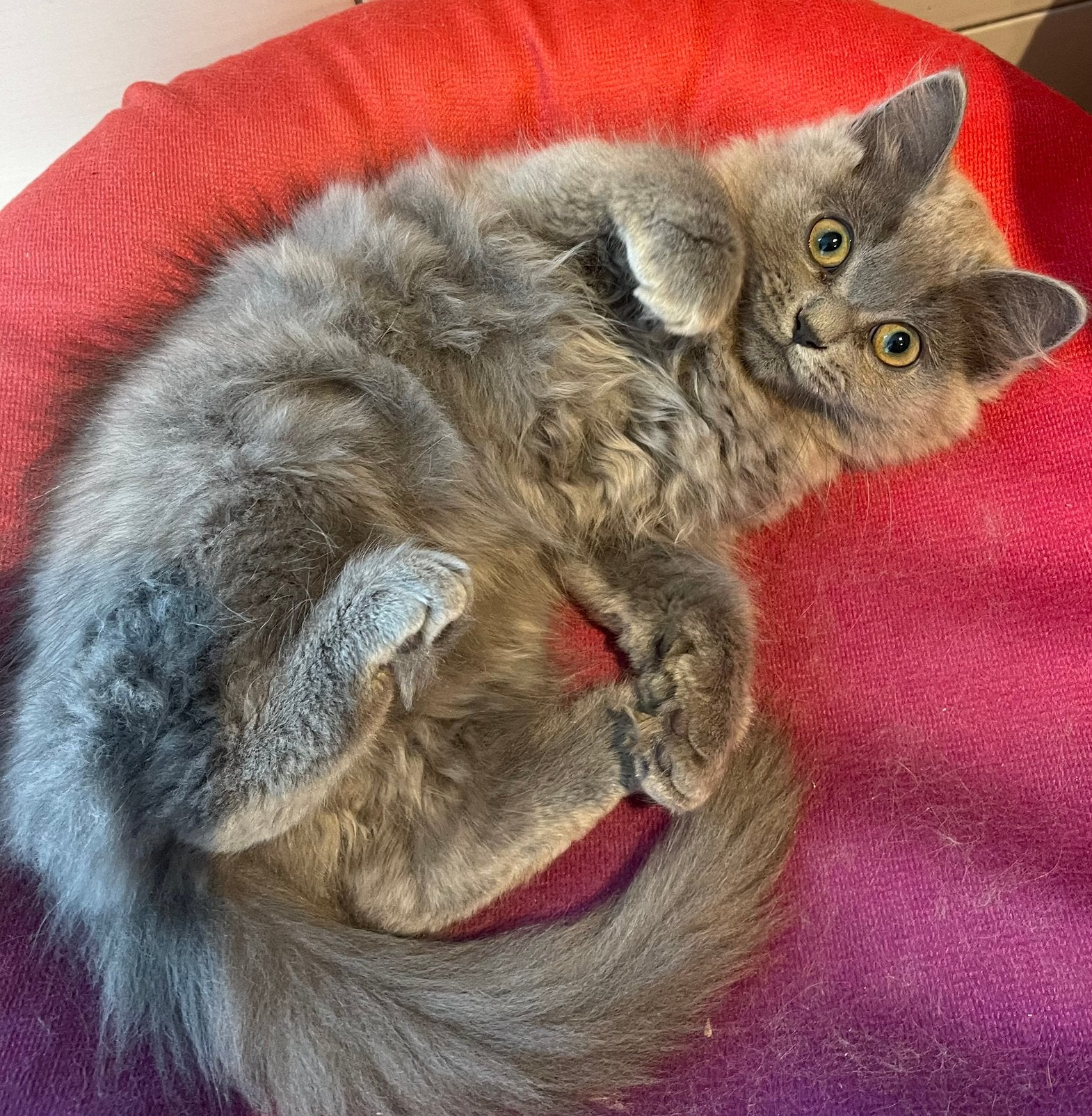 Poesje 15 weken Ragdoll/Britse langhaar, Dieren en Toebehoren, Poes, Ontwormd