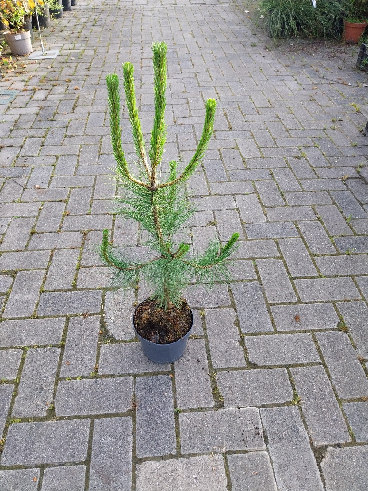 Pinus Nigra (Zwarte Den) - Jonge Plant, Tuin en Terras, Planten | Tuinplanten, Volle zon, Vaste plant, Bloeit niet, Ophalen