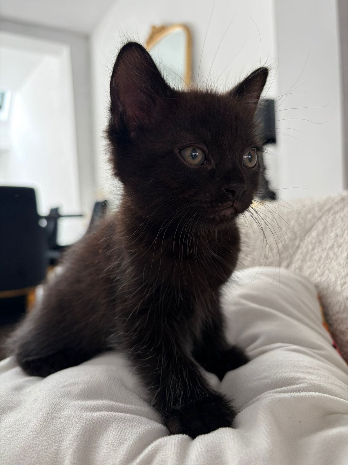 Siberische kittens - Tielt (België) - NOG 2 beschikbaar, Dieren en Toebehoren, Katten en Kittens | Raskatten | Langhaar, Meerdere dieren