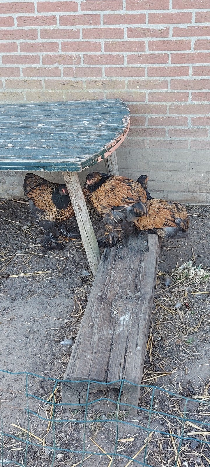 Trio brahma zwart/goudpatrijs, Dieren en Toebehoren, Meerdere dieren, Kip