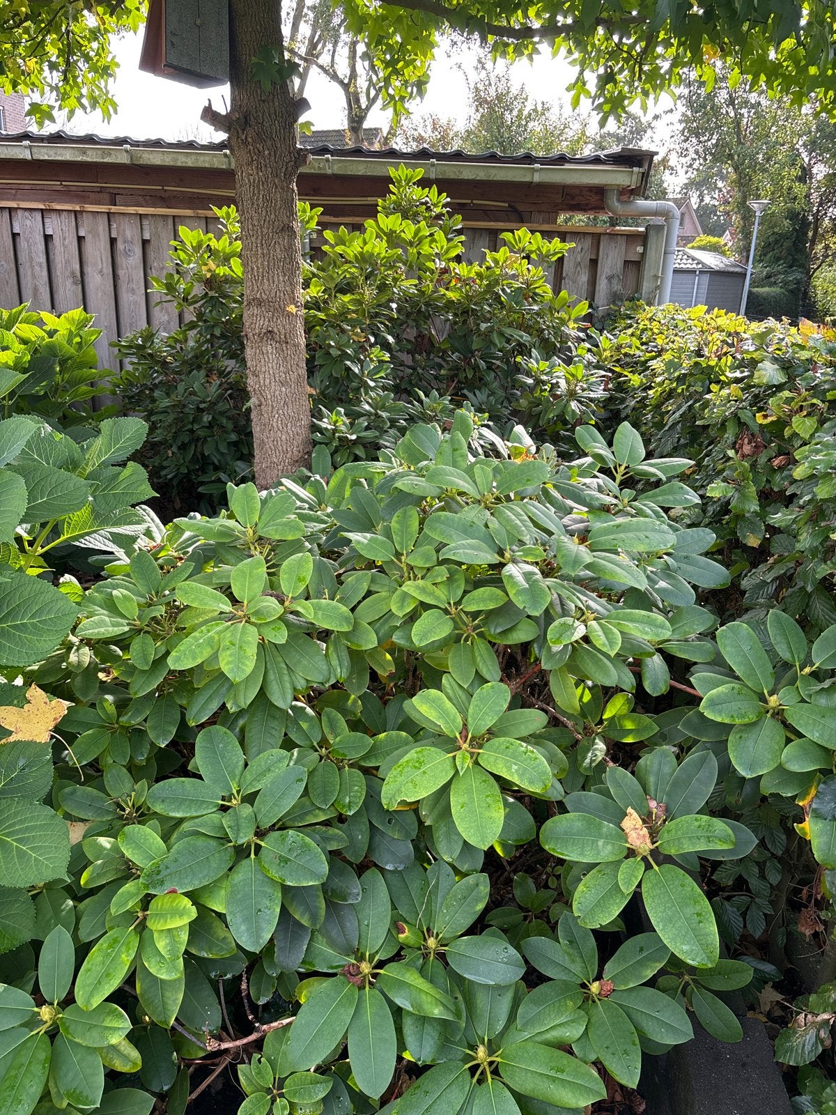 3 Rododendrons (2 groot, 1 klein) - Zelf uitgraven, Vaste plant, Halfschaduw, Lente, Ophalen