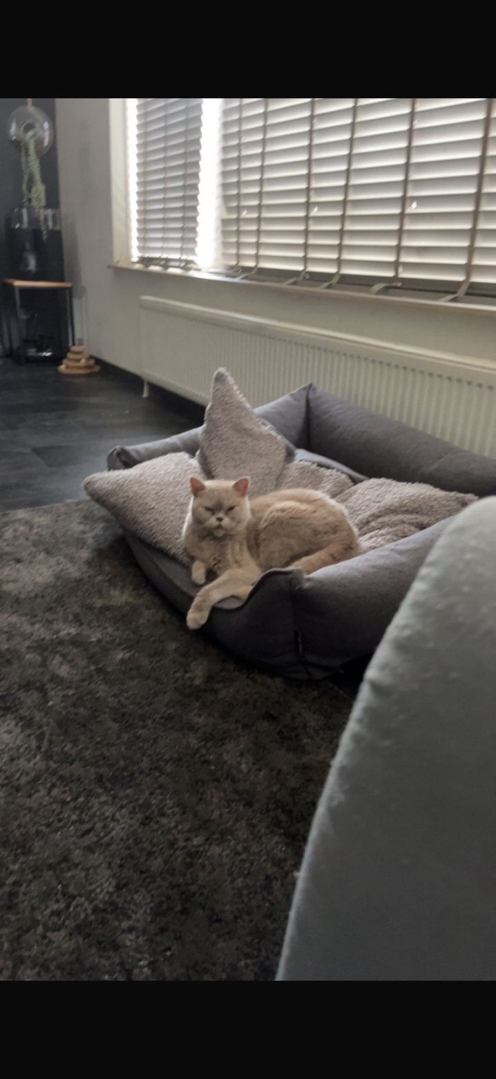 Britskorthaar kat, Dieren en Toebehoren