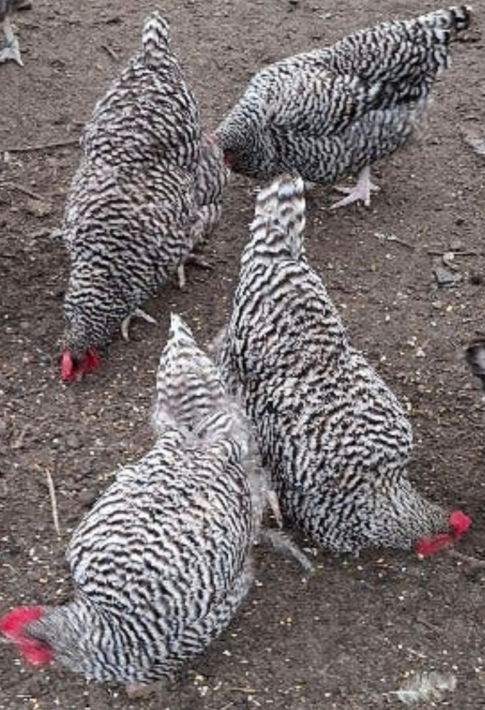 4  jong hennen noordhollandse blauw, Dieren en Toebehoren, Vrouwelijk, Kip
