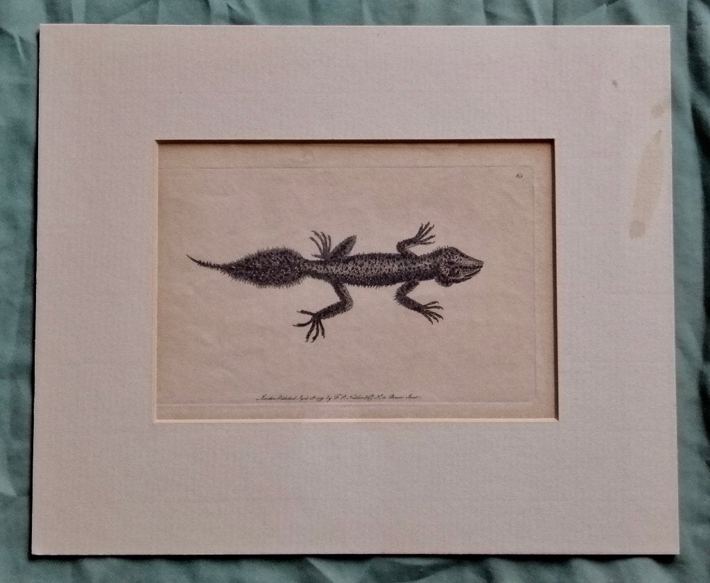 Kopergravure van 1791 Nodder breedstaart gekko of hagedis, Antiek en Kunst, Ophalen of Verzenden, Gravure, Flora en Fauna, Origineel