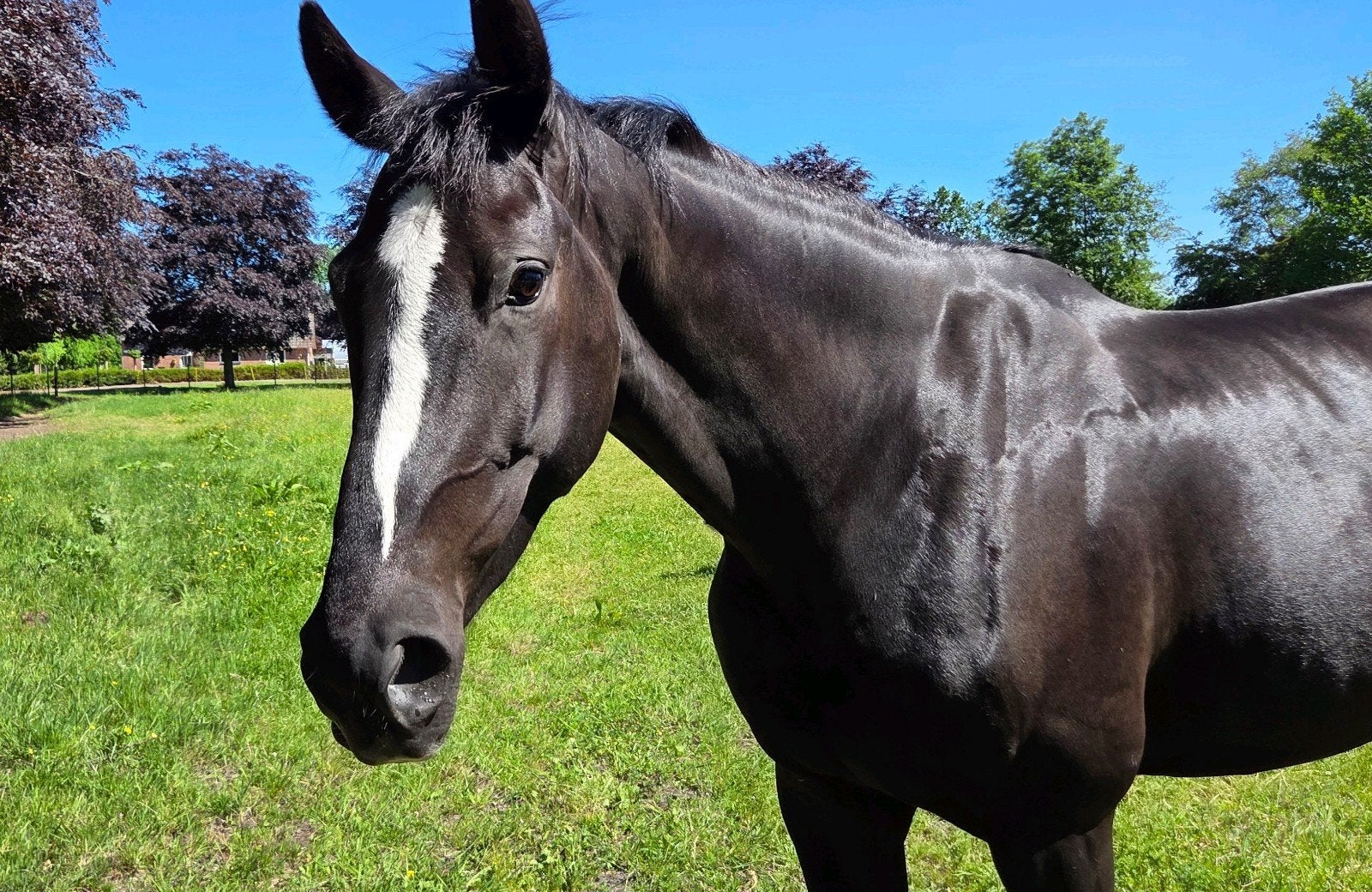 Mooie grote KWPN merrie, Dieren en Toebehoren, Paarden, Merrie, Met stamboom, Dressuurpaard, 3 tot 6 jaar