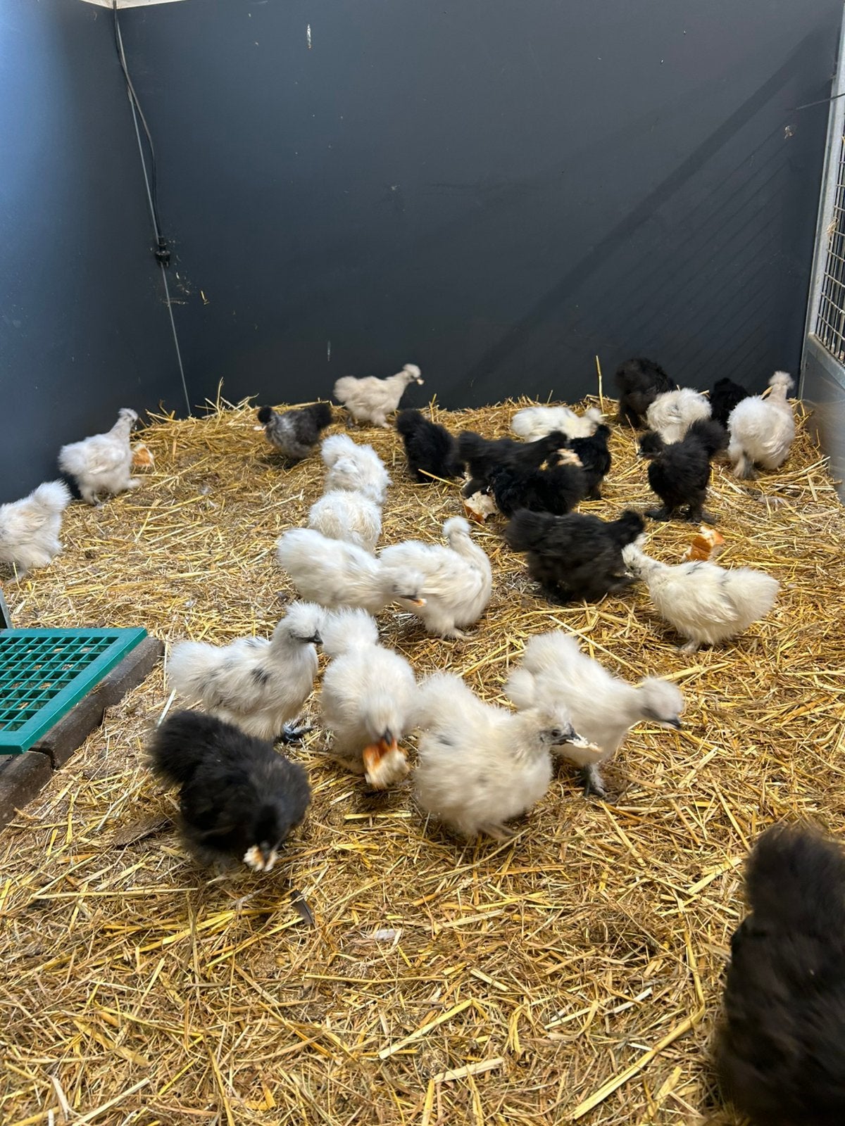 Te koop zijde hoentjes kriel, Dieren en Toebehoren, Meerdere dieren, Kip