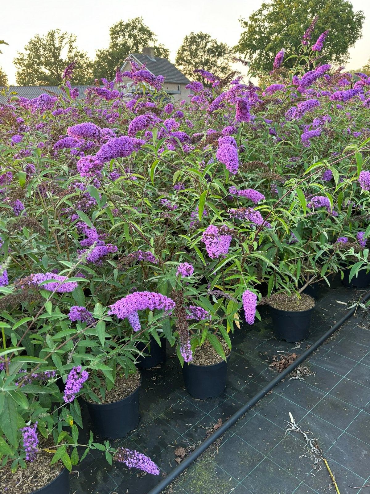 Vlinderstruiken, Volle zon, Vaste plant, Zomer, Ophalen