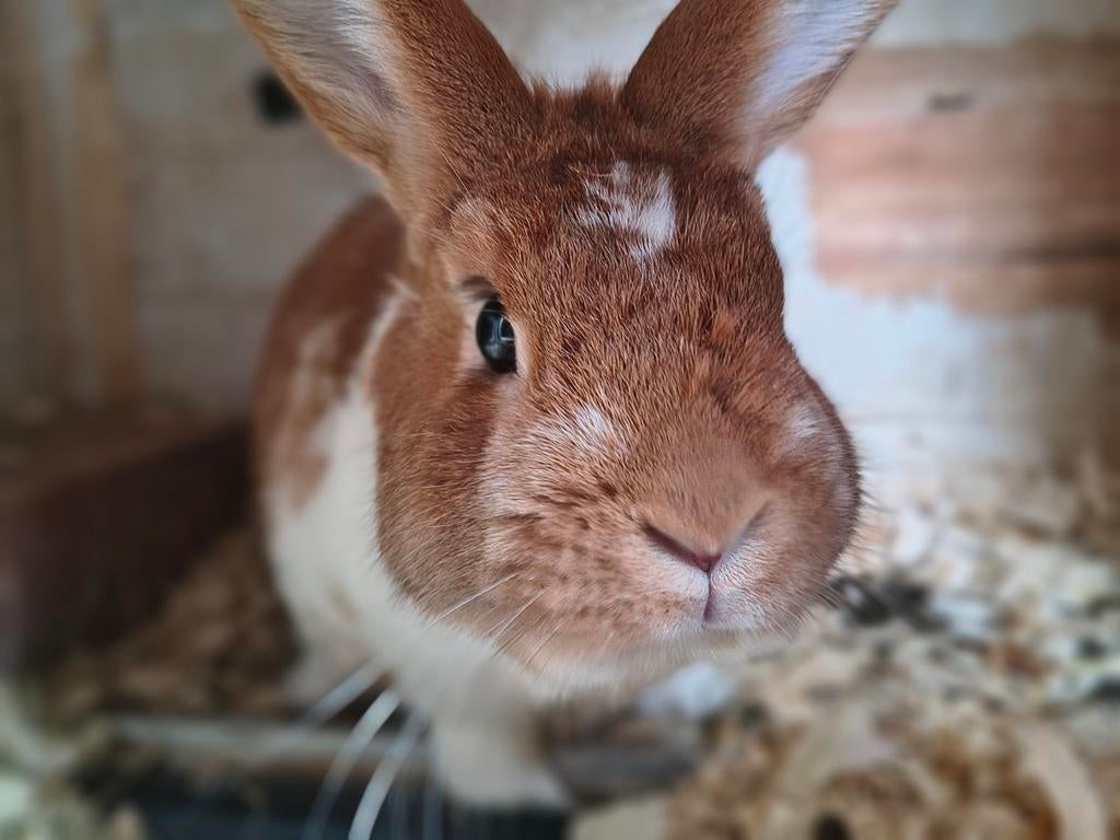 Super mooie oranje bonte ram!, Dieren en Toebehoren, Mannelijk, Dwerg