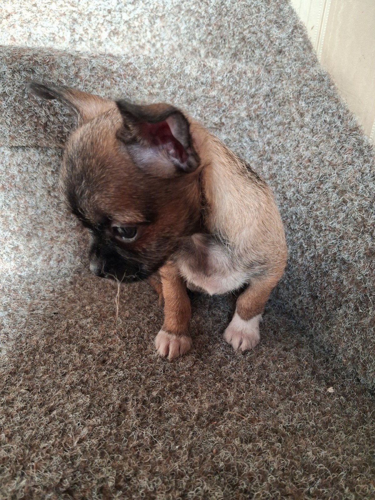 kruizing shih-tzu x chihuahua, Overige rassen, Meerdere, Meerdere dieren, Nederland