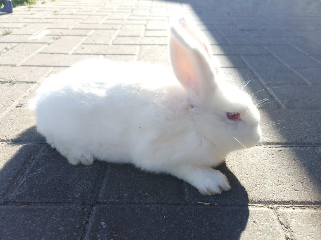 Witte nieuw Zeelander ... California...Zilvervos .., Dieren en Toebehoren, Meerdere dieren, Groot, 0 tot 2 jaar
