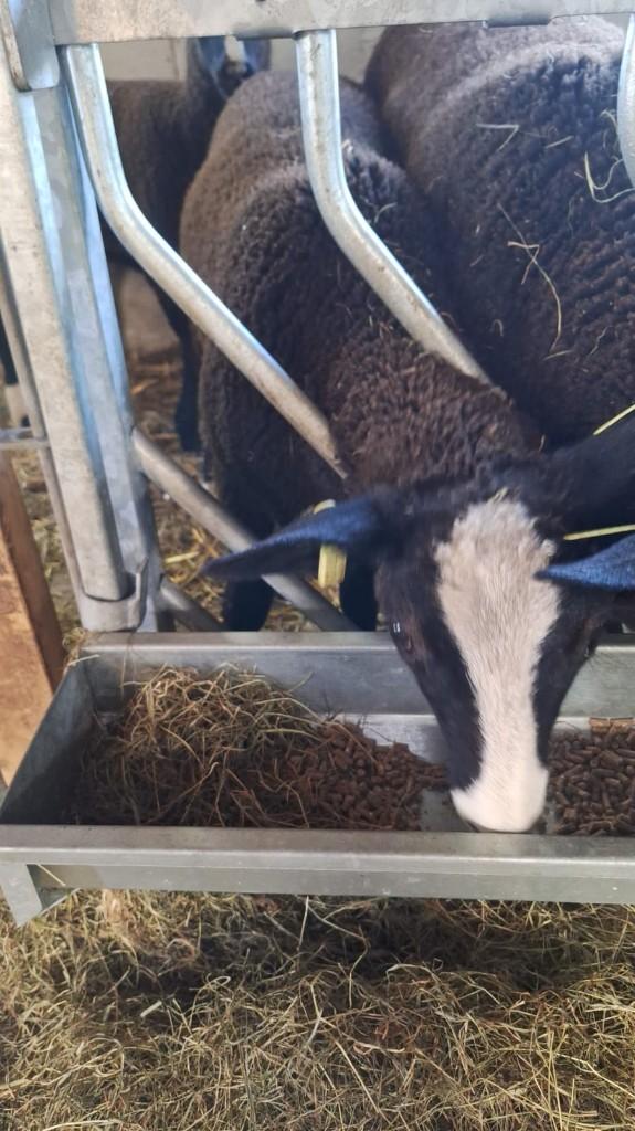 Zwartbles ooilammeren 2026, Dieren en Toebehoren, Vrouwelijk, Schaap, 0 tot 2 jaar