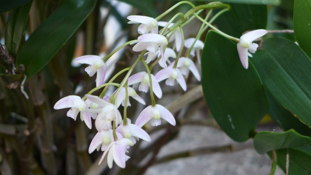 orchidee witte dendrobium, Overige soorten, In pot, Minder dan 100 cm, Bloeiende kamerplant