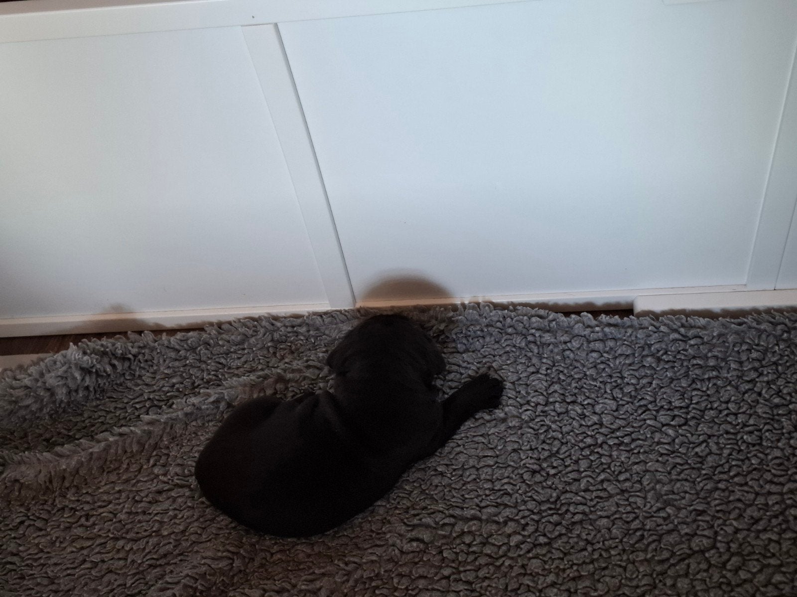 Cane corso (Zwart), Overige rassen, 8 tot 15 weken, Teef, Parvo