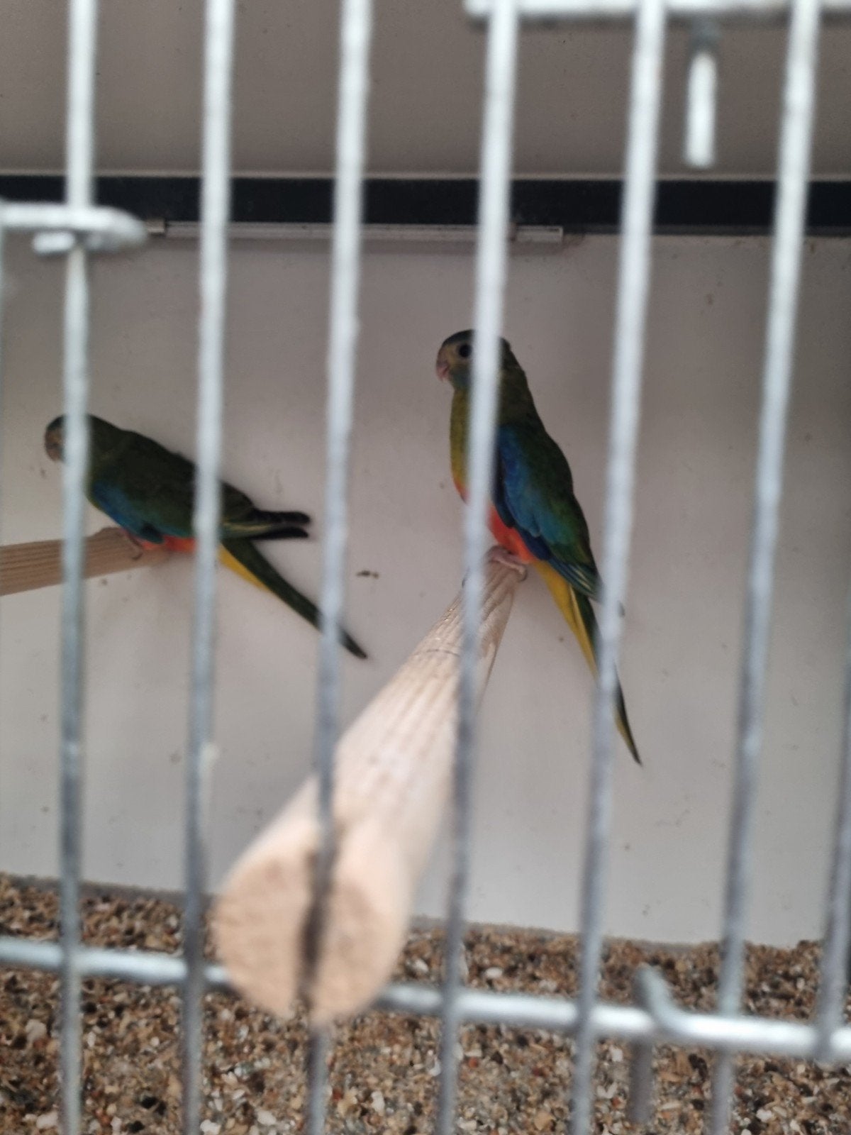 turquoisine, Dieren en Toebehoren, Vrouwelijk, Parkiet