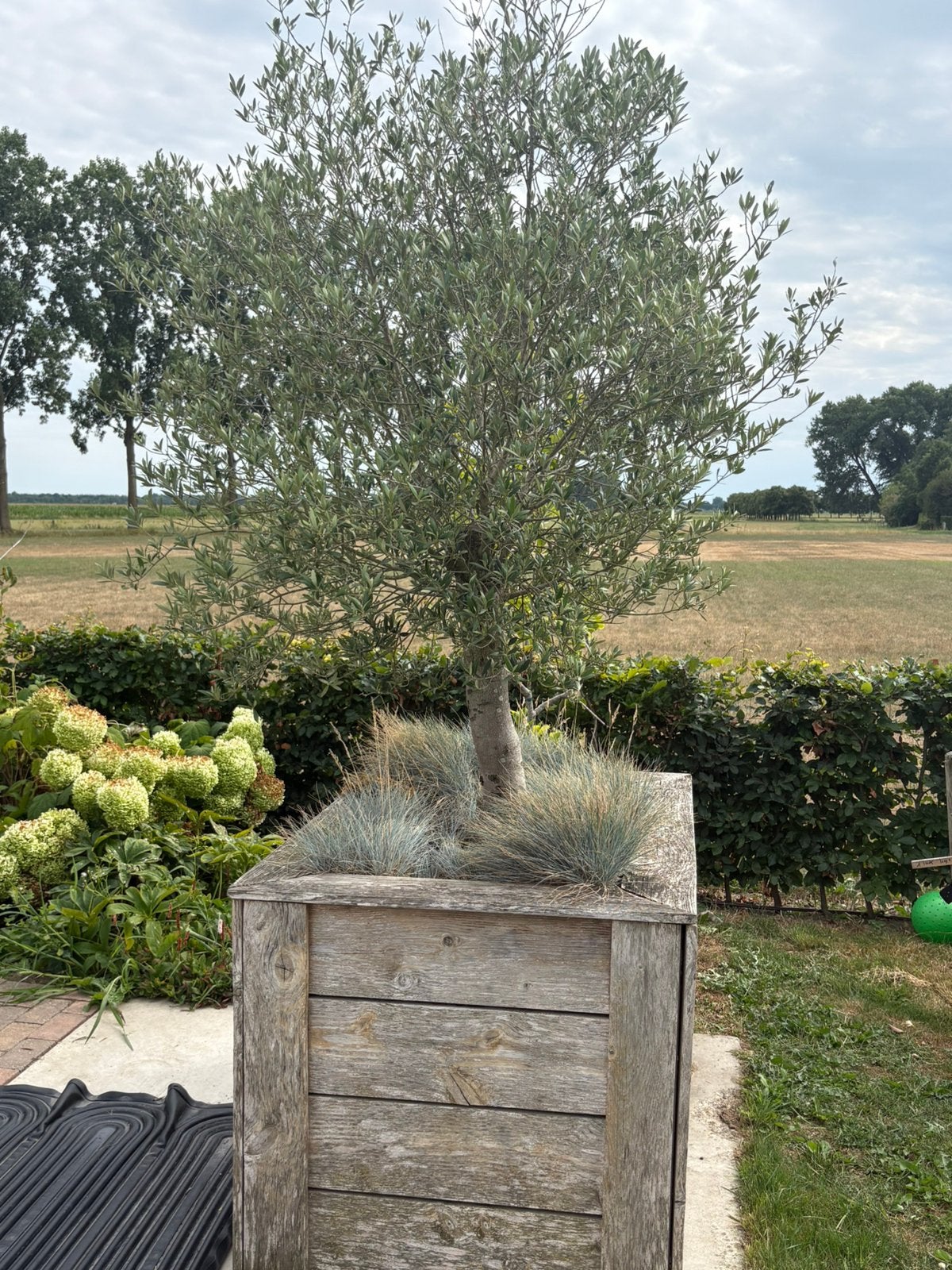 Mooie olijf boom., Volle zon, 100 tot 250 cm, Zomer, Overige soorten