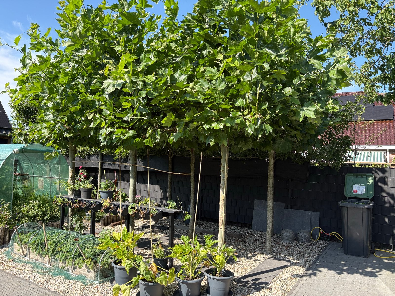 6 volwassen Dakbomen(Plataan), 220cm, zelf uitgraven., Tuin en Terras, Planten | Bomen, Ophalen, Halfschaduw, Dakboom, 100 tot 250 cm