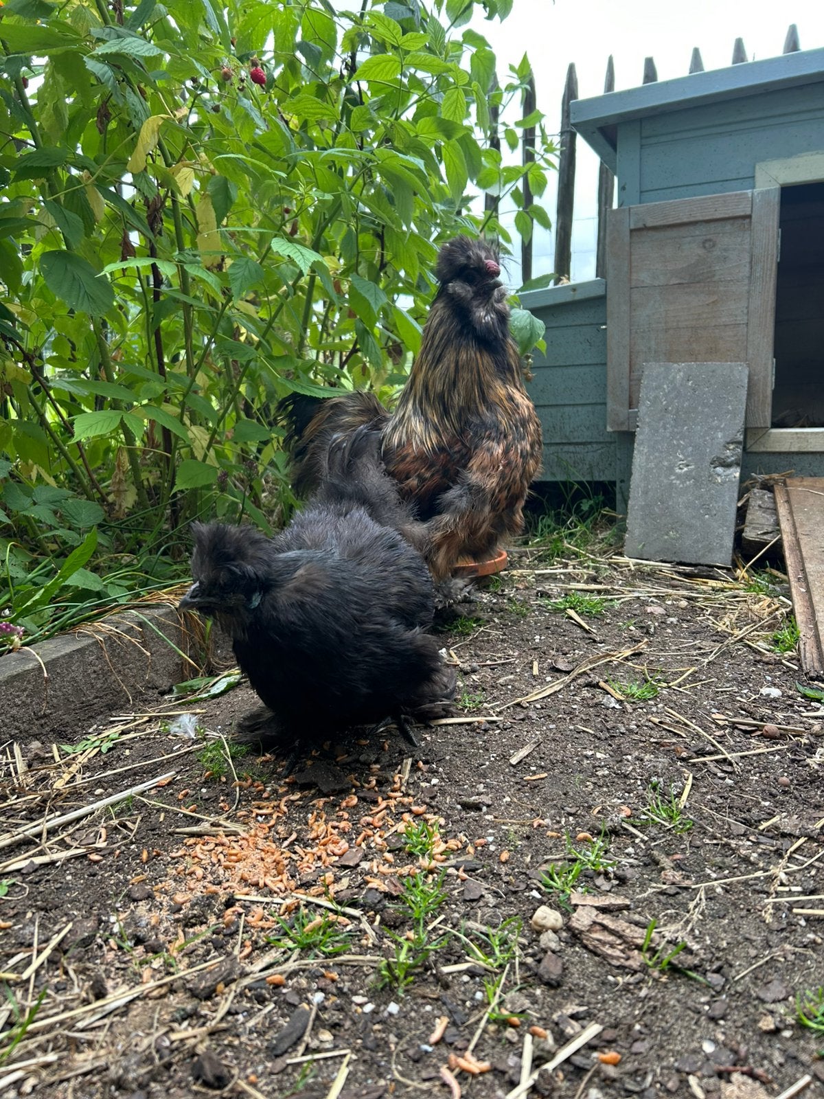 Zijdehoen hen met haan te koop, Dieren en Toebehoren, Pluimvee, Kip, Meerdere dieren