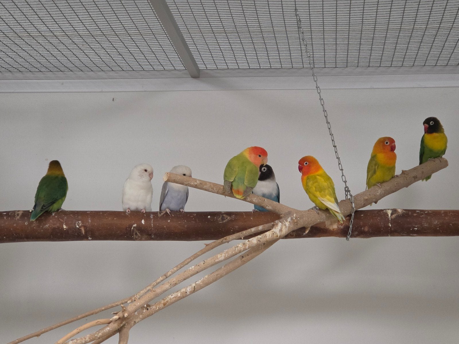 Verschillende agapornissen, Meerdere dieren, Dwergpapegaai of Agapornis, Geringd