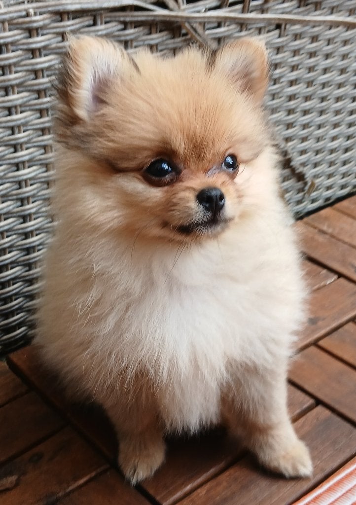Pomeriaan pups, Parvo, Keeshond, 8 tot 15 weken, Meerdere