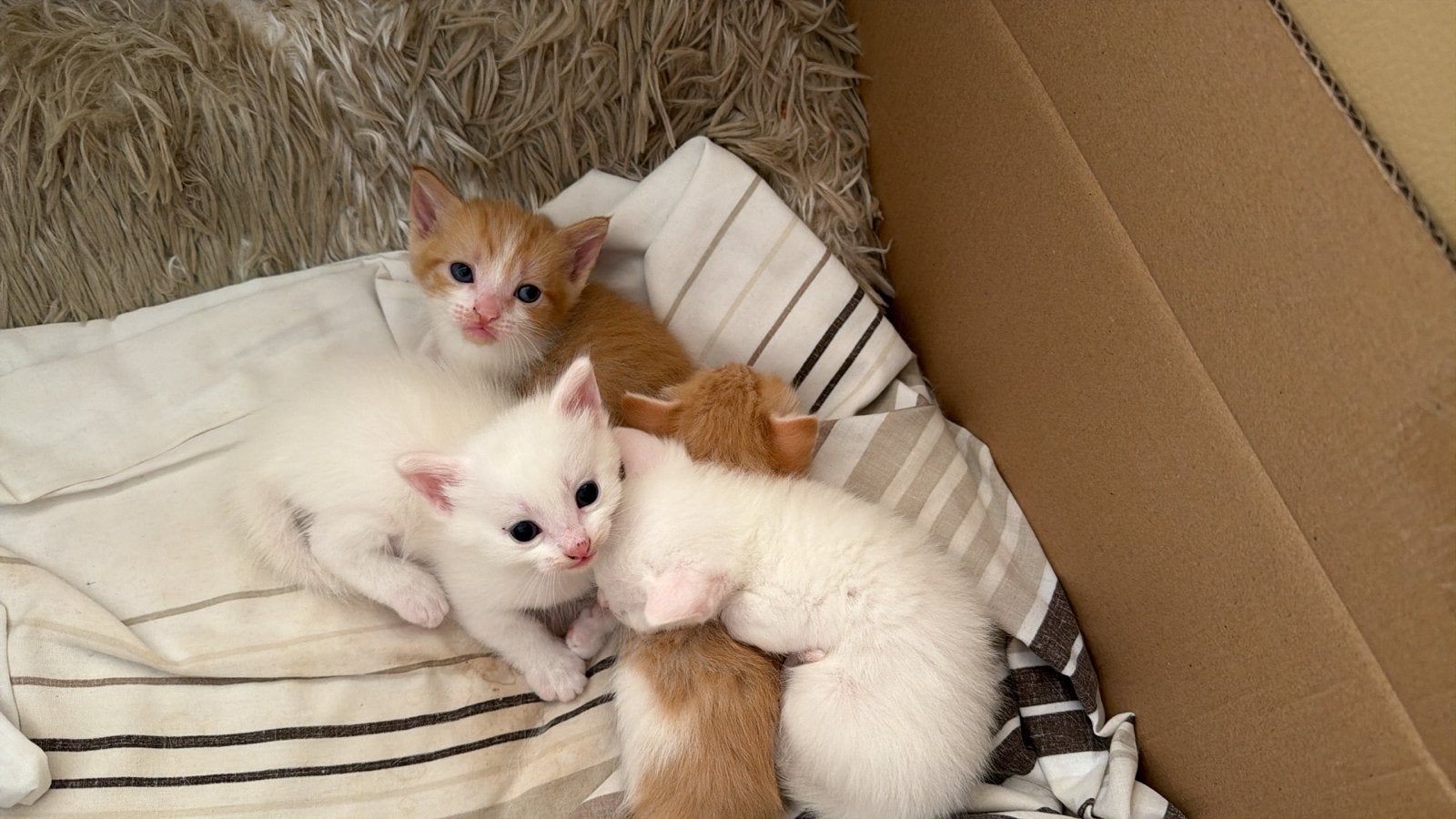 Kittens