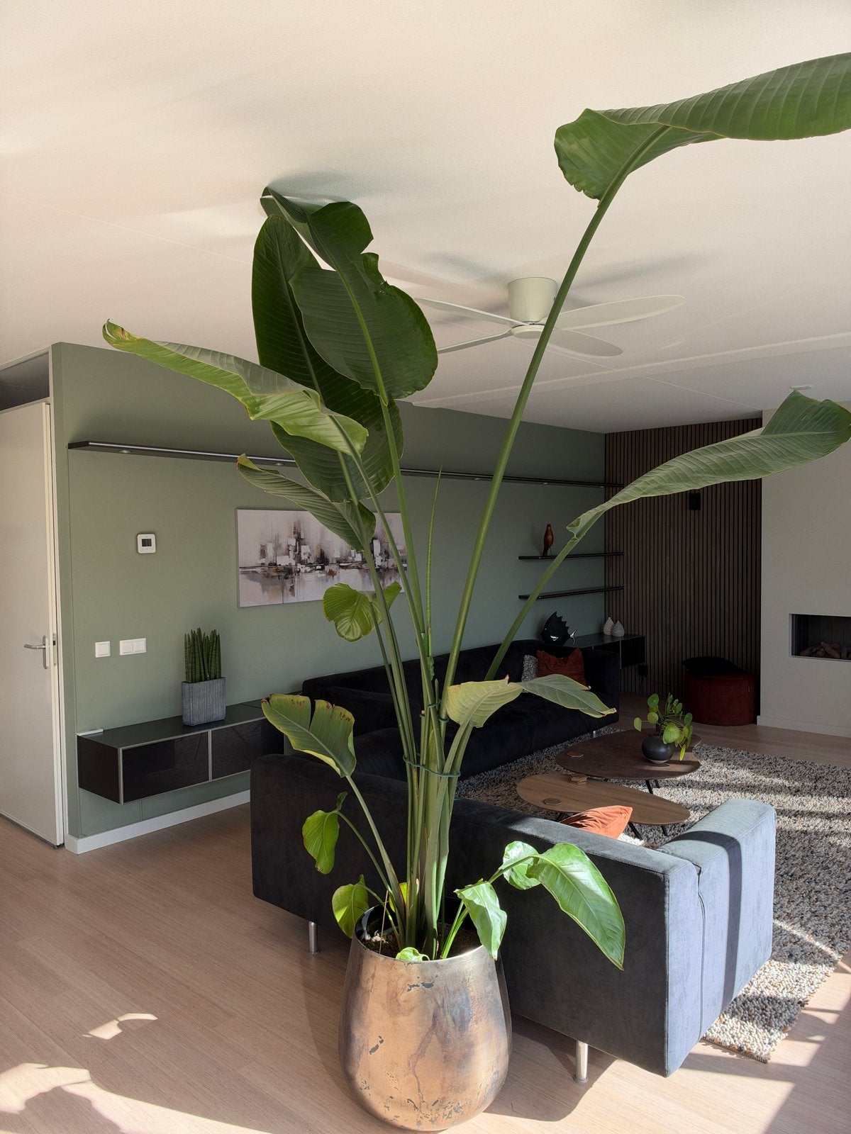 Grote Strelitzia Nicolai (Paradijsvogelplant), Huis en Inrichting, Groene kamerplant, Ophalen, Overige soorten, 200 cm of meer