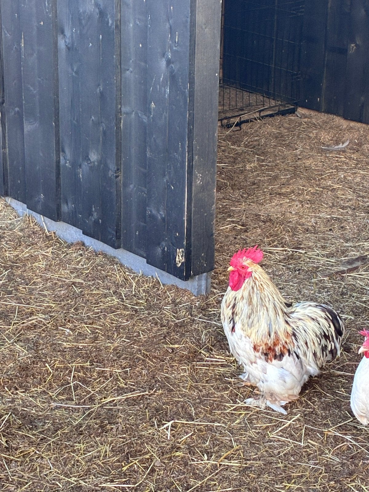 Cochin kriel haan ca 1 jaar oud, Dieren en Toebehoren, Pluimvee, Mannelijk, Kip