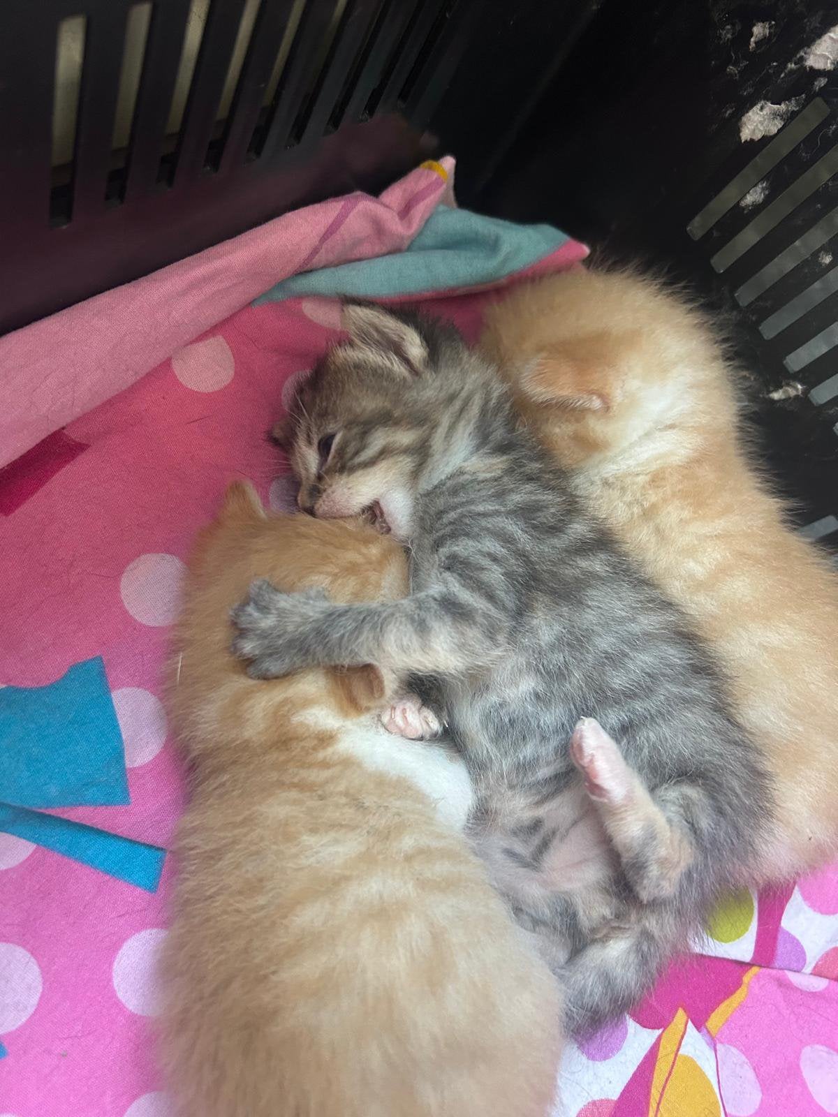 Cyprus poesje, Dieren en Toebehoren, Poes
