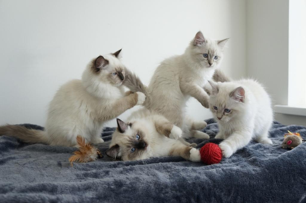 Ragdoll kittens met stamboom uit huiselijke hobby cattery, Dieren en Toebehoren, Katten en Kittens | Raskatten | Langhaar, Meerdere dieren