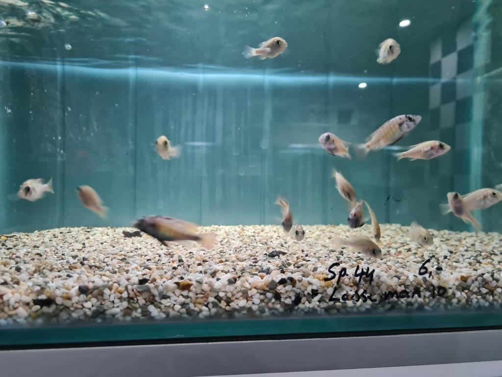 Haplochromis Sp. 44, Victoria Cichliden, Dieren en Toebehoren, Vis, Zoetwatervis