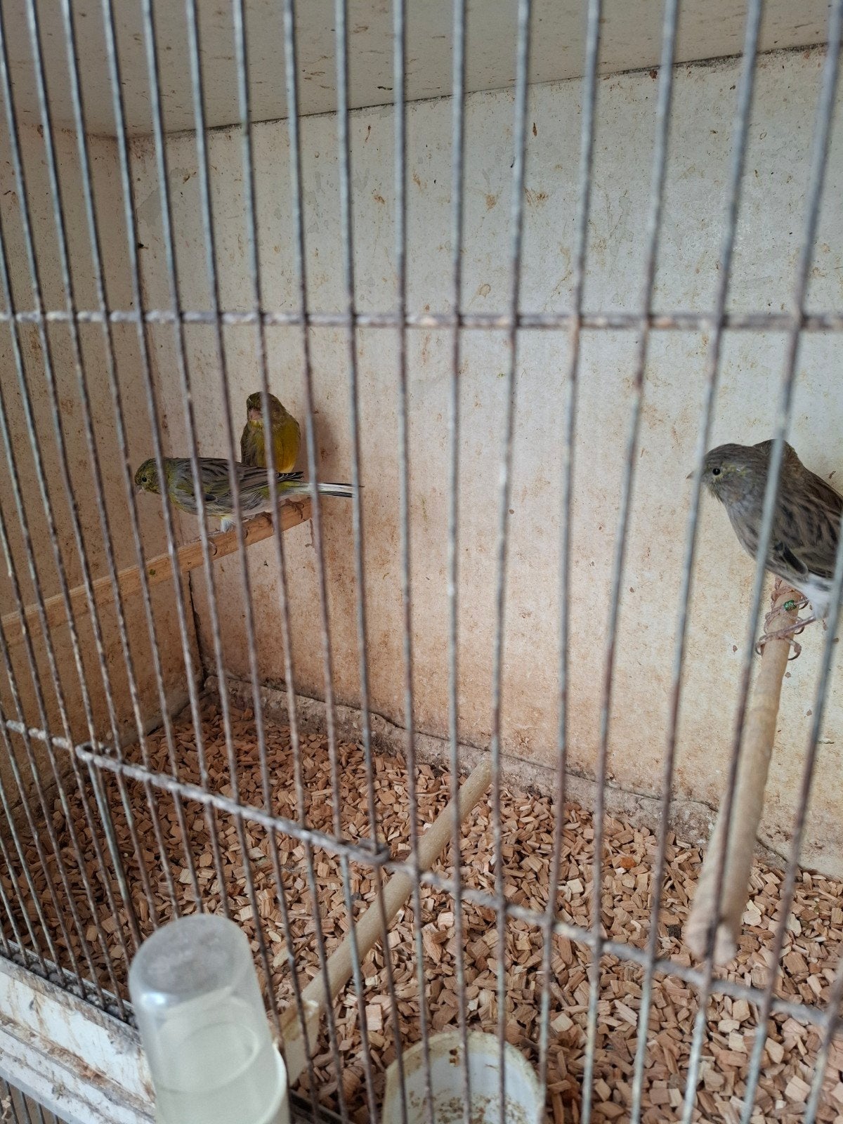 Groene kanarie's, Dieren en Toebehoren