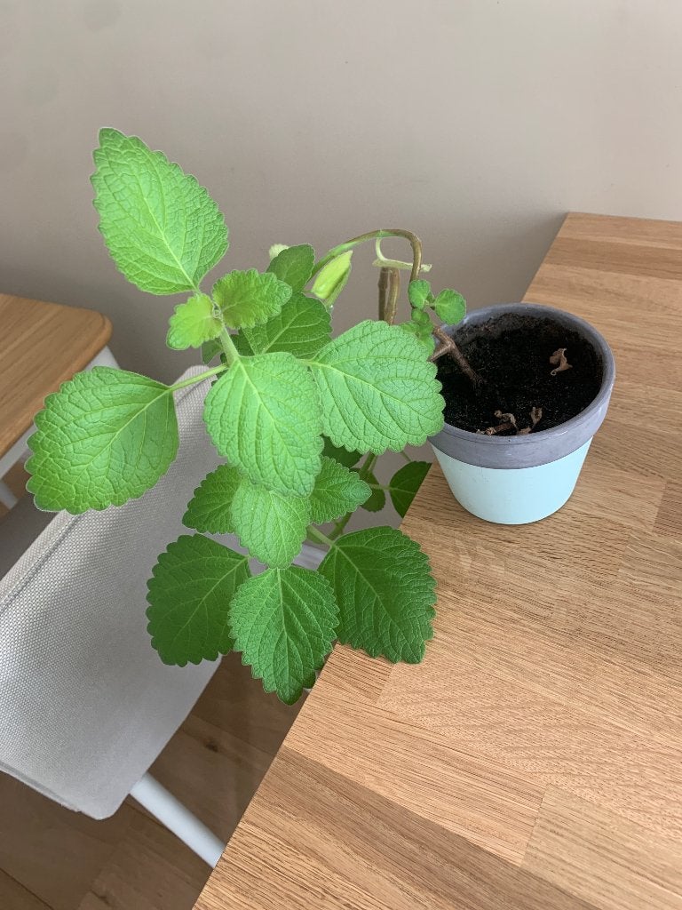 Siernetel plantje gratis, Huis en Inrichting, Kamerplanten, Ophalen, Overige soorten, Halfschaduw, Minder dan 100 cm