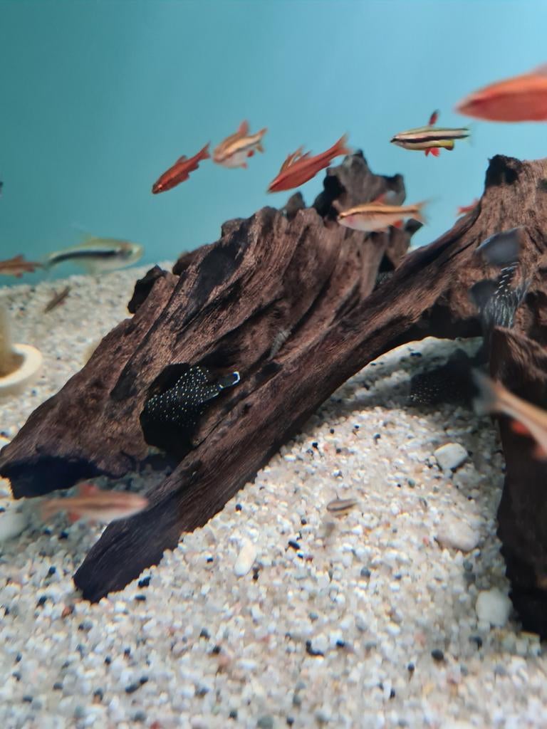 L181, Peppermint pleco, algeneter, ancistrus sp. L181, Vis, Zoetwatervis