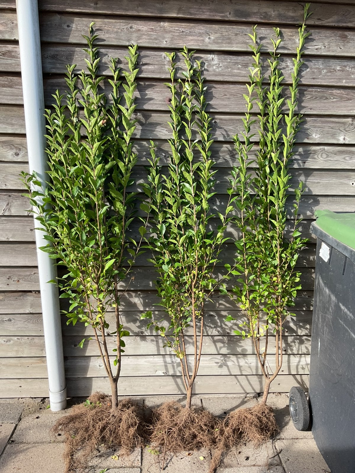 Ligustrum  ovalifolium , ligusterhaag, Ophalen, Liguster, Haag, 100 tot 250 cm