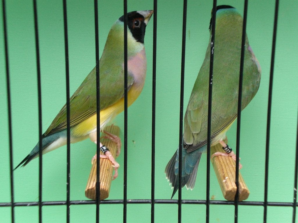 couldamadines, Dieren en Toebehoren, Vogels | Overige Vogels, Vrouwelijk, Tropenvogel, Geringd