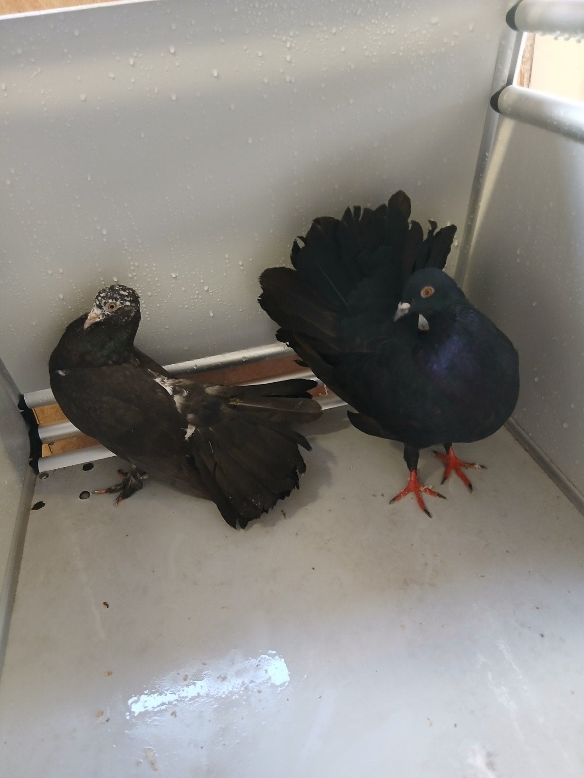 hele mooie koppel zwarte pauwstaart duifen, Dieren en Toebehoren, Meerdere dieren, Overige soorten