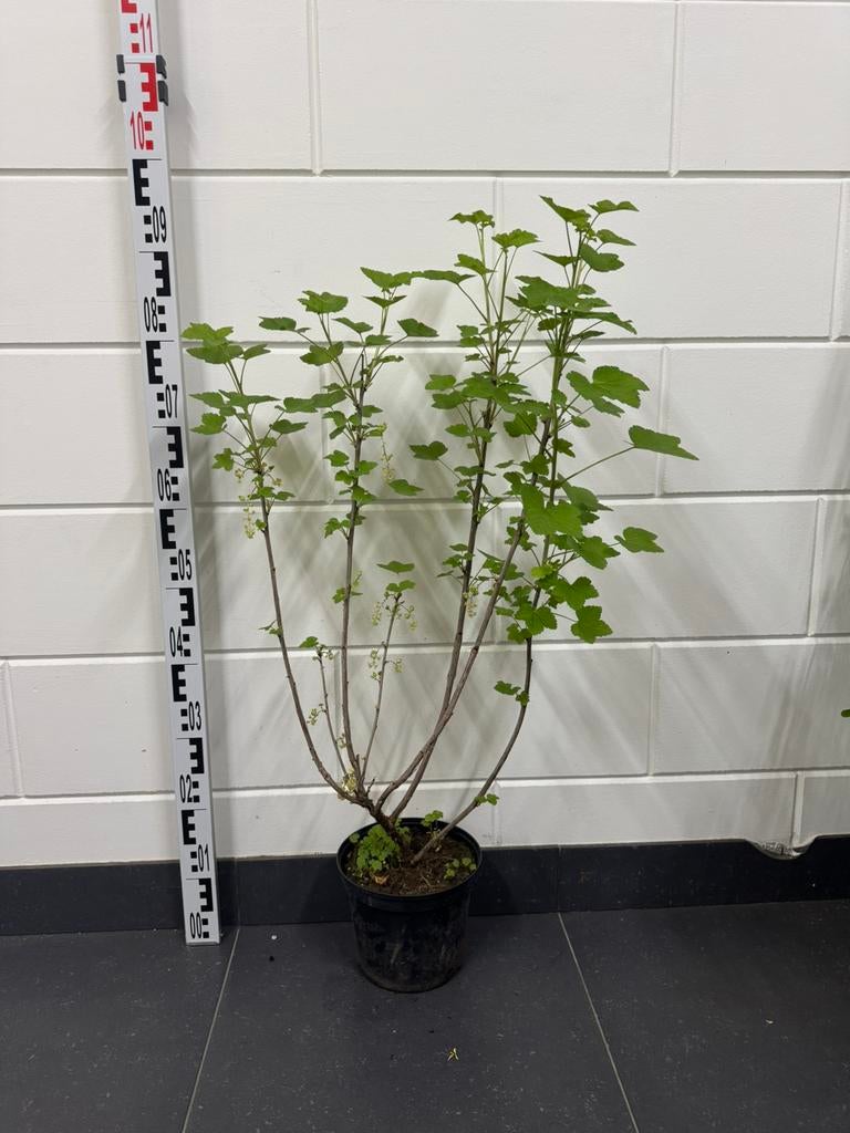 Aalbes (Ribes rubrum) 80cm, Tuin en Terras, Ophalen of Verzenden, Overige soorten, Struik, Minder dan 100 cm