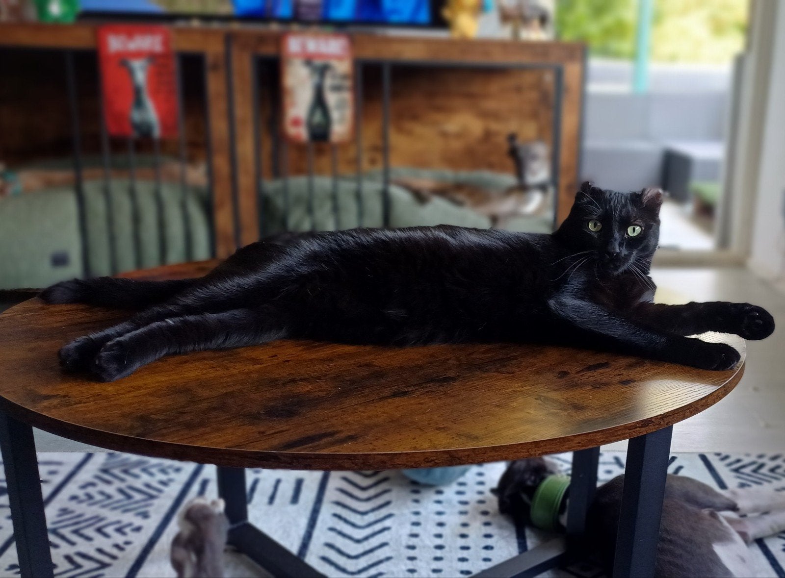 Goed tehuis gezocht voor american curl kater (gecasteerd)., Kater, Met stamboom, 0 tot 2 jaar