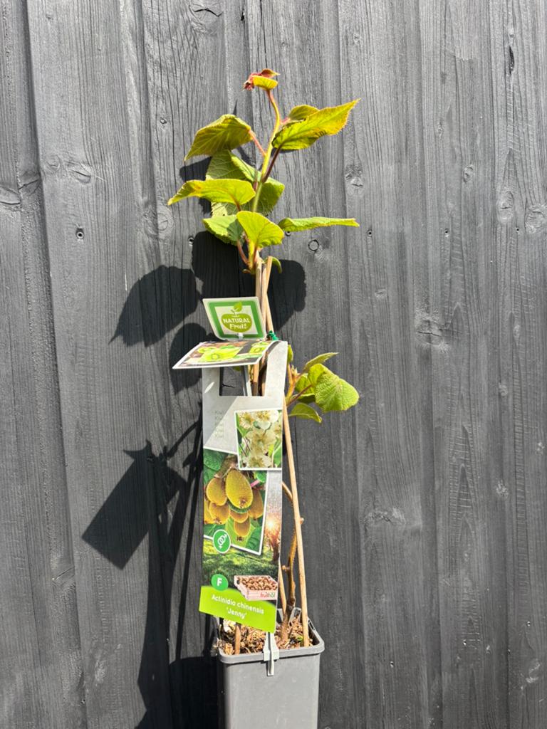 Kiwi plant, Ophalen, Lente