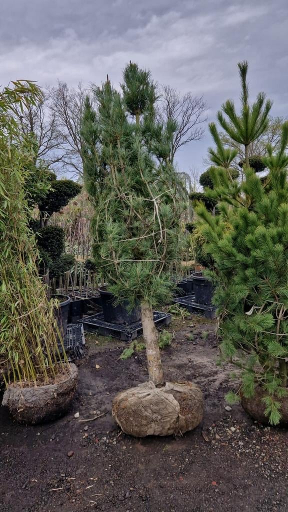 Pinus op stam - Prachtige dennenboom voor uw tuin, Tuin en Terras, Planten | Tuinplanten, Ophalen of Verzenden