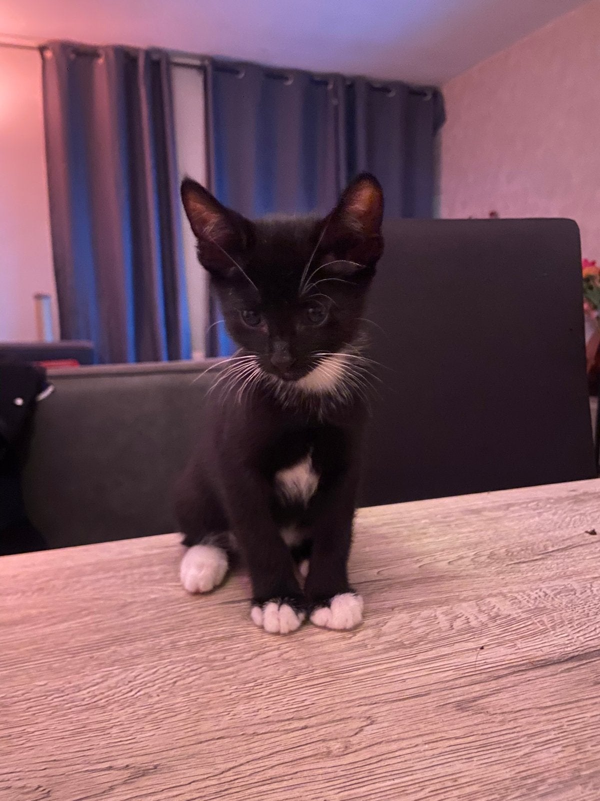 3 lieve kittens van 9 weken oud, Dieren en Toebehoren, Geslacht onbekend, Kortharig