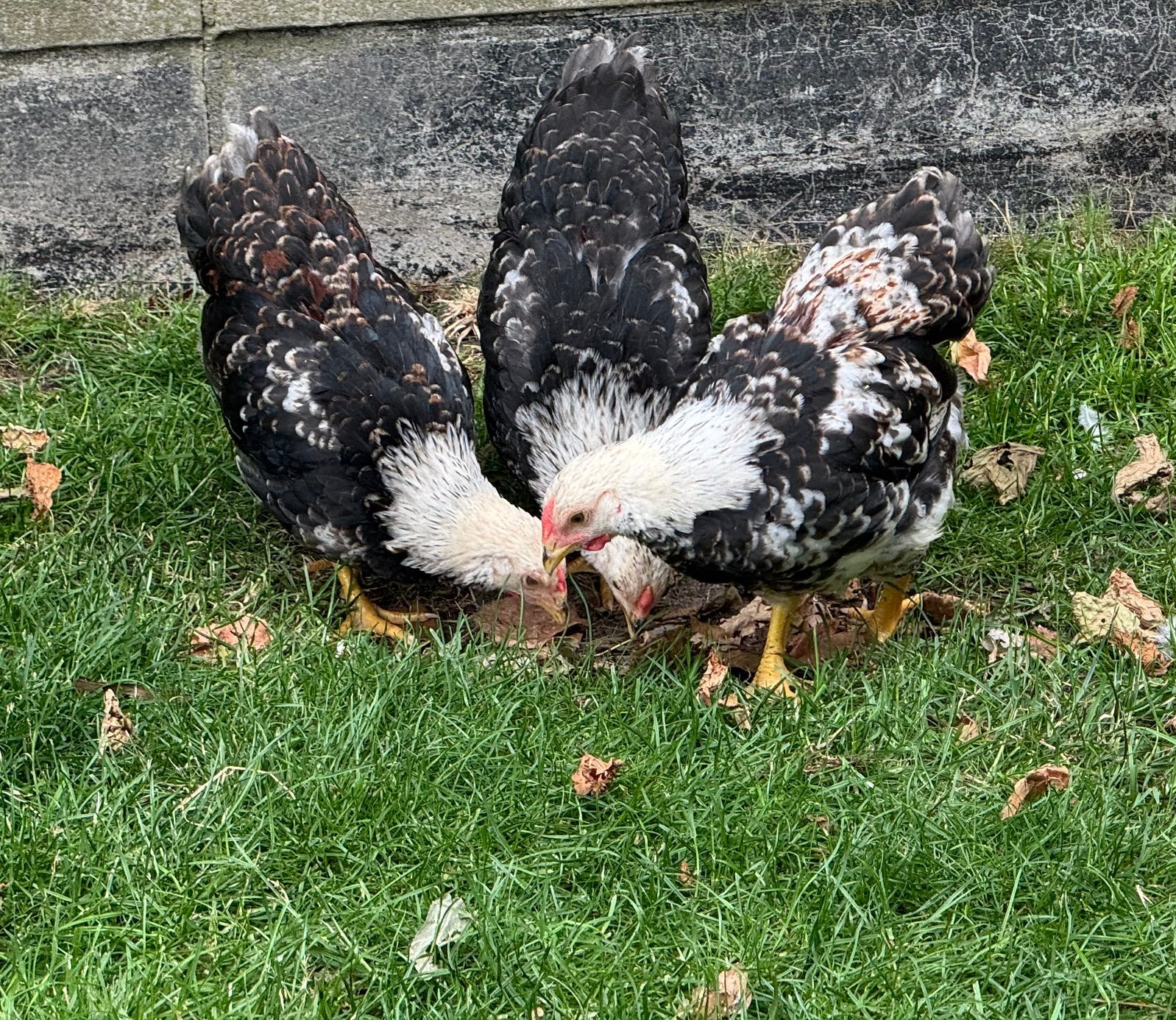 Jonge Wyandotte kriel hanen gratis, Dieren en Toebehoren, Mannelijk, Kip