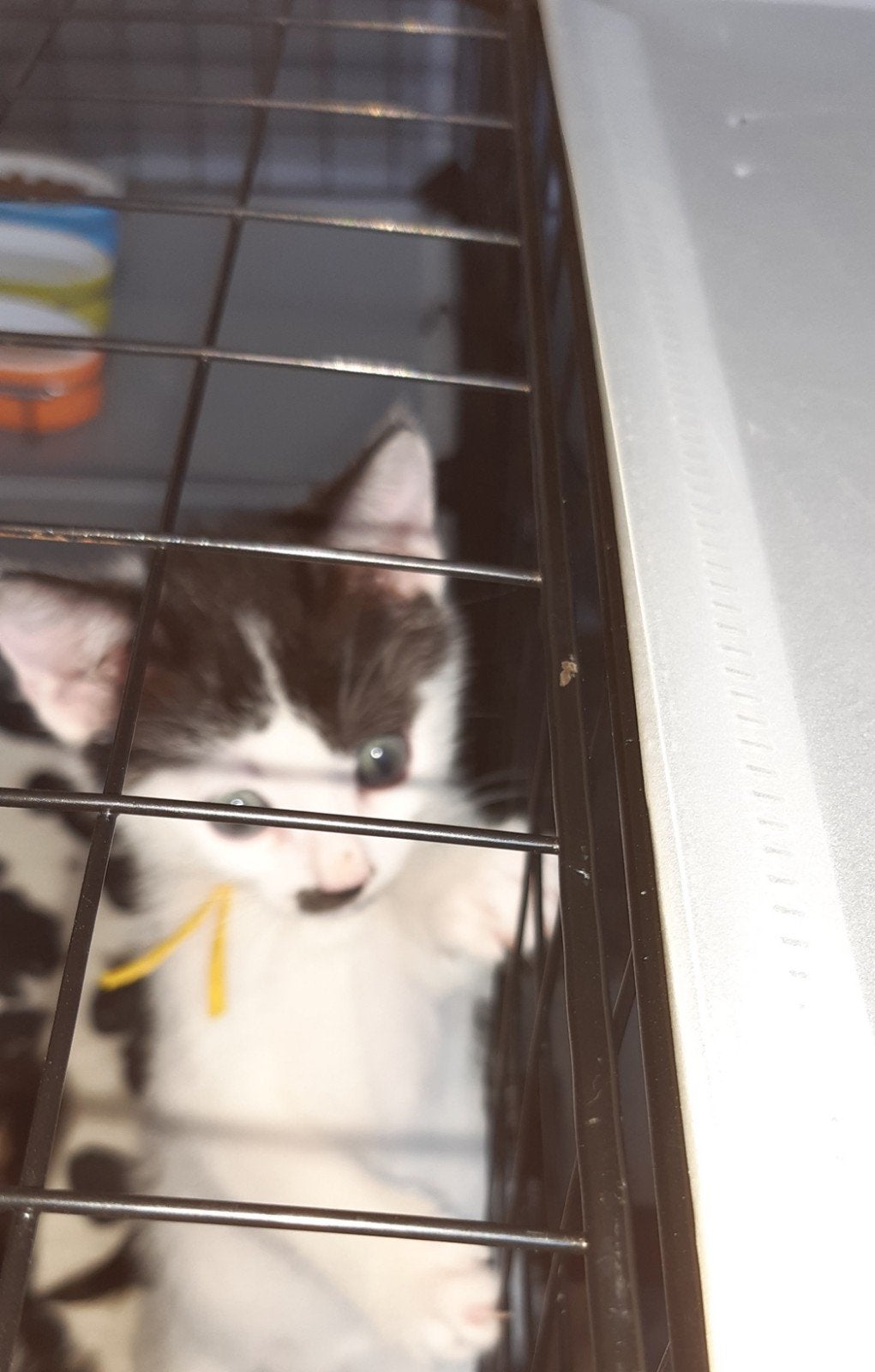 Prachtig, sociaal en speels kittentje zoekt warm mandje., Kater, Ontwormd, 0 tot 2 jaar