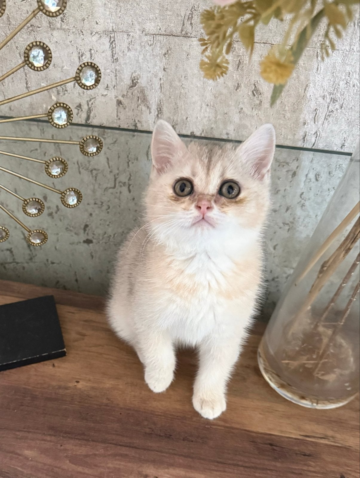 Britse Korthaar kittens, Poes, Ontwormd