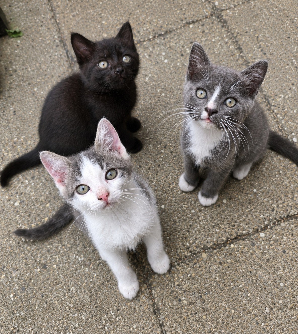 4 Kittens   beschikbaar, Dieren en Toebehoren, Katten en Kittens | Overige Katten, Meerdere dieren